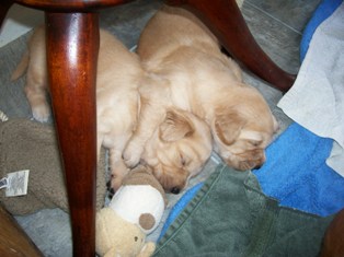 GOLDEN-B-BEAR Kennels, Golden Retrievers - Plymouth, New Hampshire